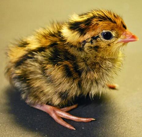 Jumbo Brown Coturnix Quail Chicks And A M 1 Grand Prairie Tx